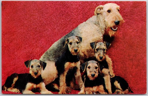 Postcard airedale terriers - postcard,