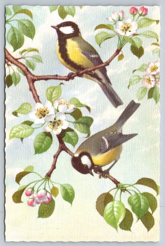 Mountain tit birds - mountain, in