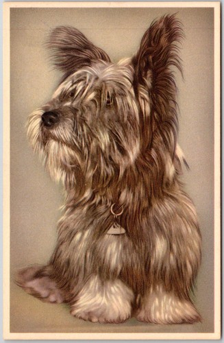 Postcard skye terrier - postcard, longhair